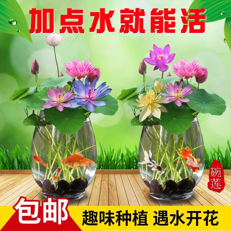 【7天发芽】四季无土水培碗莲花种子盆栽水养生睡莲荷花四季