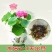 【7天发芽】四季无土水培碗莲花种子盆栽水养生睡莲荷花四季