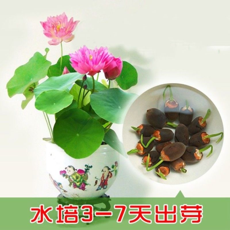 【7天发芽】四季无土水培碗莲花种子盆栽水养生睡莲荷花四季