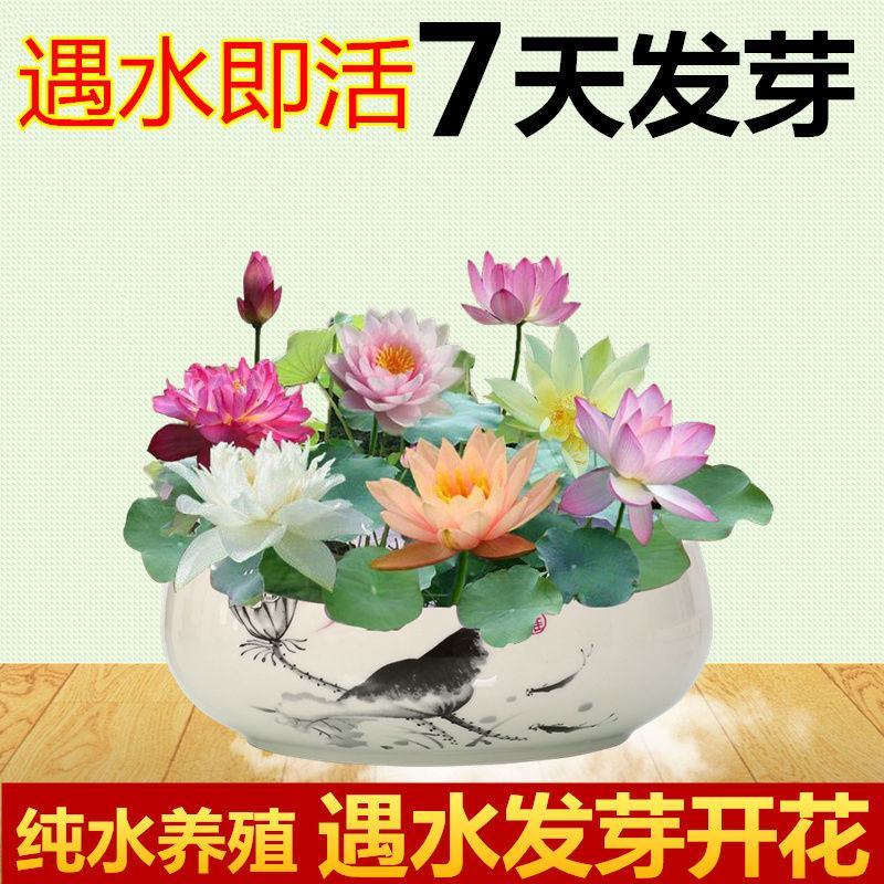 【7天发芽】四季无土水培碗莲花种子盆栽水养生睡莲荷花四季