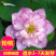 【7天发芽】四季无土水培碗莲花种子盆栽水养生睡莲荷花四季
