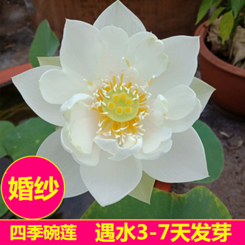 【7天发芽】四季无土水培碗莲花种子盆栽水养生睡莲荷花四季