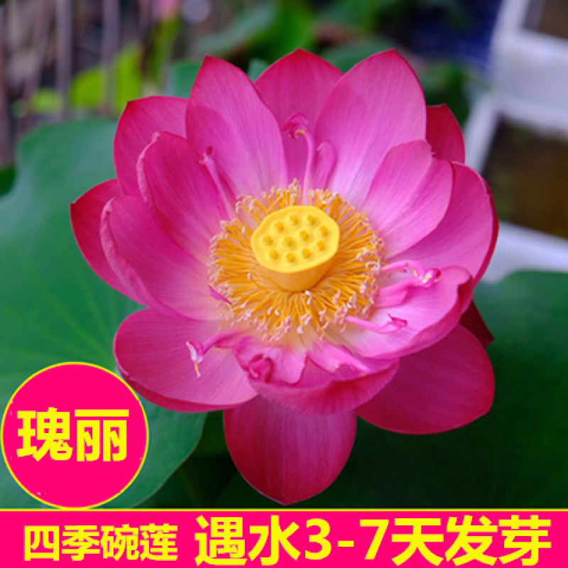 【7天发芽】四季无土水培碗莲花种子盆栽水养生睡莲荷花四季