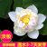 【7天发芽】四季无土水培碗莲花种子盆栽水养生睡莲荷花四季