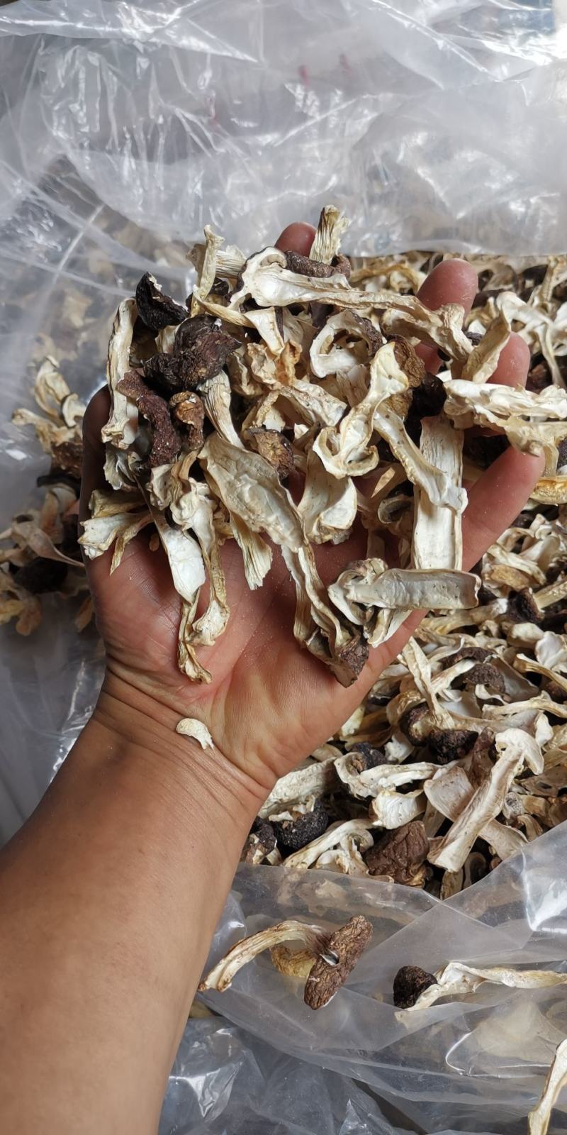 云南球盖菇干片大球盖菇赤松茸基地货源新货大量上市批发