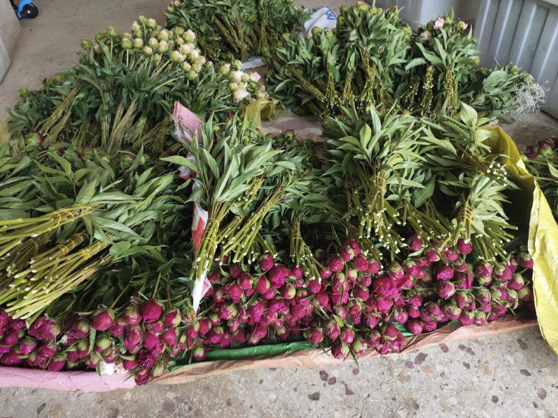 牡丹鲜切花，芍药鲜切花，重瓣牡丹鲜切花大花芍药鲜切花