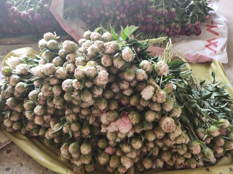 牡丹鲜切花，芍药鲜切花，重瓣牡丹鲜切花大花芍药鲜切花