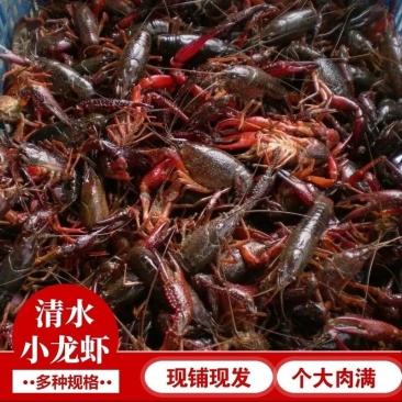 湖北汈汊湖小龙虾鲜活特大清水虾青红壳现捞活物水产生鲜养殖
