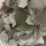 淫羊藿