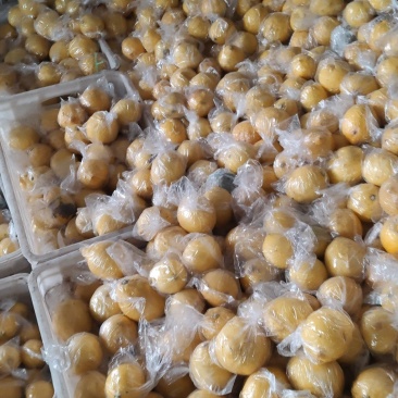 大量出售，柠檬榨汁果，工厂果冻干厂鲜果，光果跟居行情定价