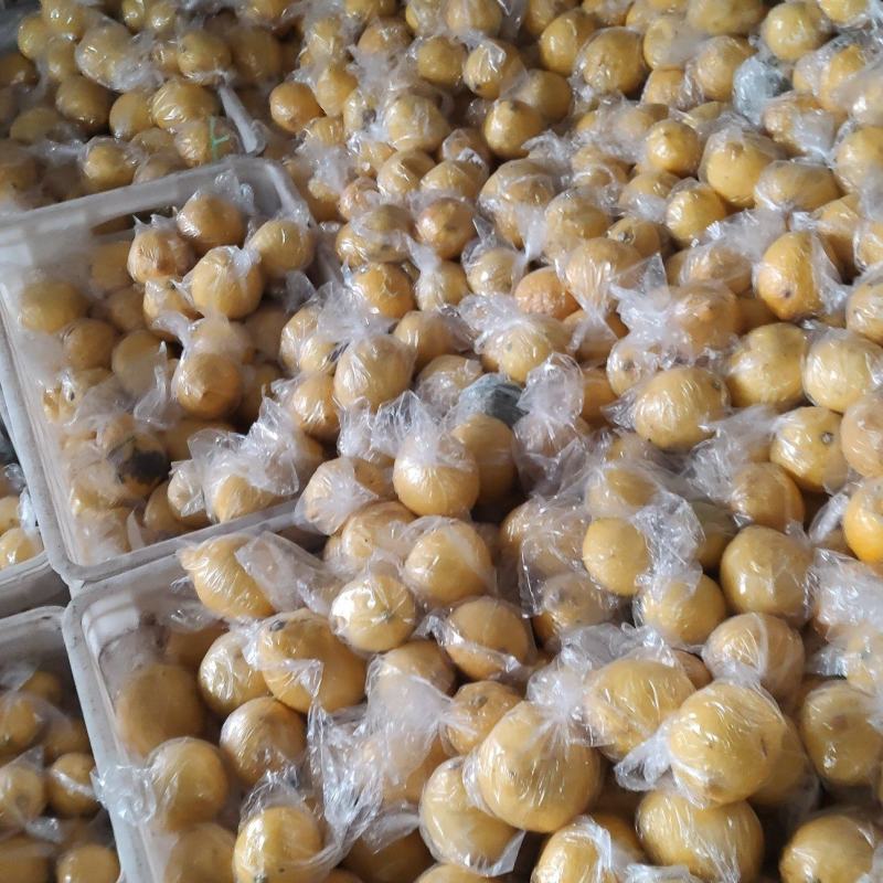 大量出售，柠檬榨汁果，工厂果冻干厂鲜果，光果跟居行情定价