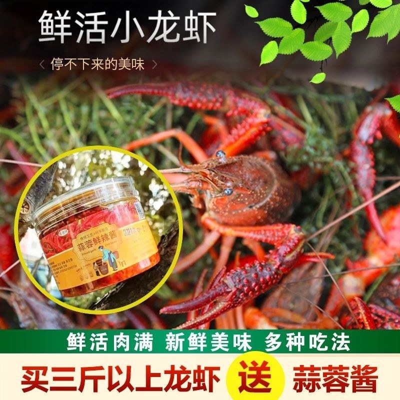 湖北汈汊湖小龙虾鲜活特大清水虾青红壳现捞活物水产生鲜养殖