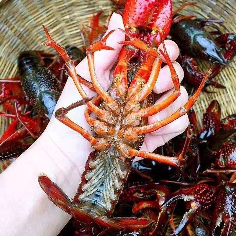 湖北汈汊湖小龙虾鲜活特大清水虾青红壳现捞活物水产生鲜养殖