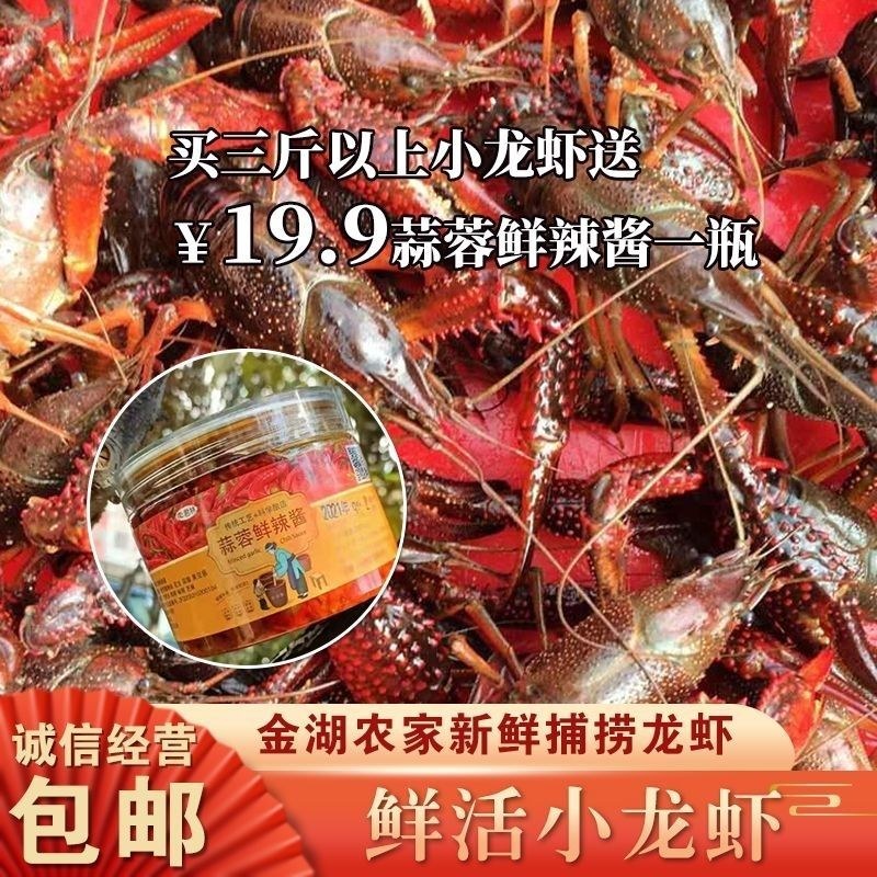 湖北汈汊湖小龙虾鲜活特大清水虾青红壳现捞活物水产生鲜养殖
