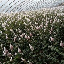 山东玫瑰花扶郎鲜切花基地常年供应鲜切花价格从优