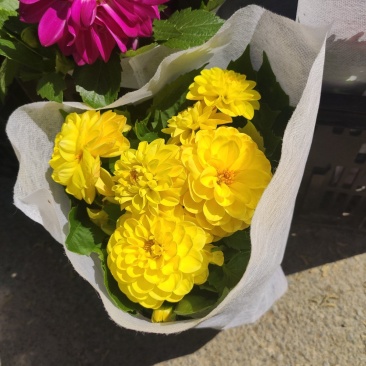 大丽花