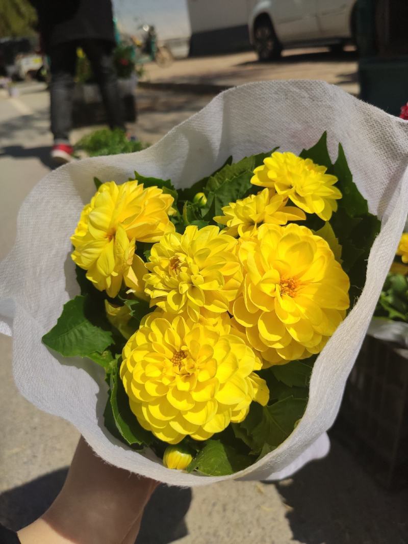 大丽花