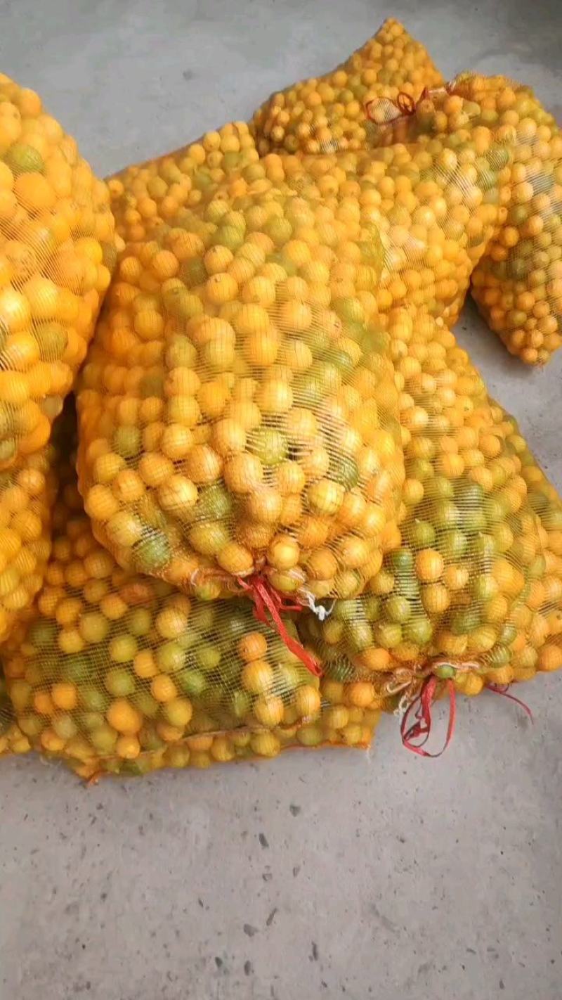 大量出售，柠檬榨汁果，工厂果冻干厂鲜果，光果跟居行情定价