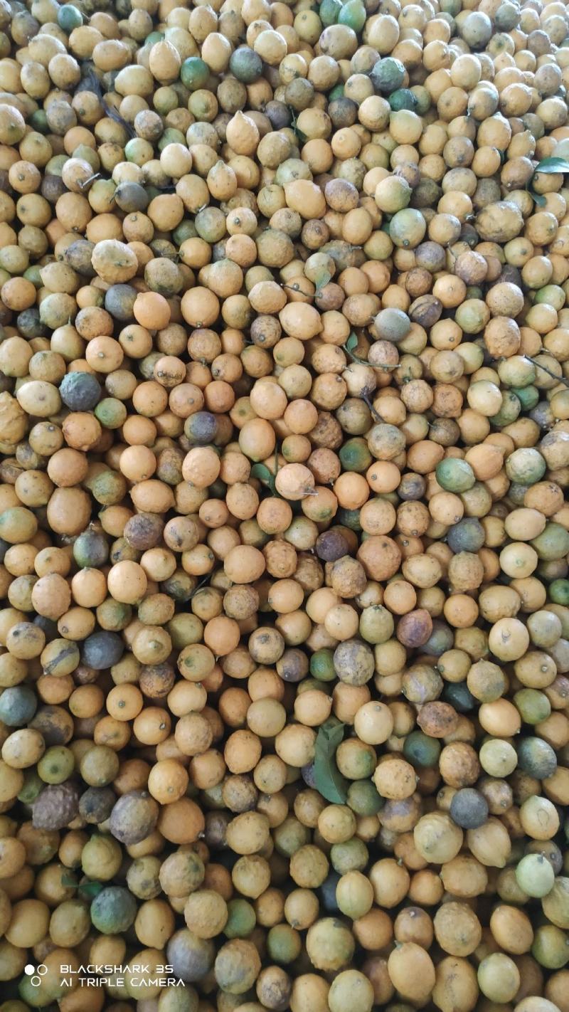 大量出售，柠檬榨汁果，工厂果冻干厂鲜果，光果跟居行情定价
