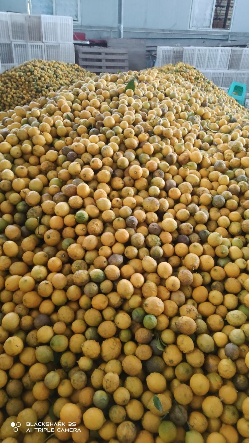 大量出售，柠檬榨汁果，工厂果冻干厂鲜果，光果跟居行情定价