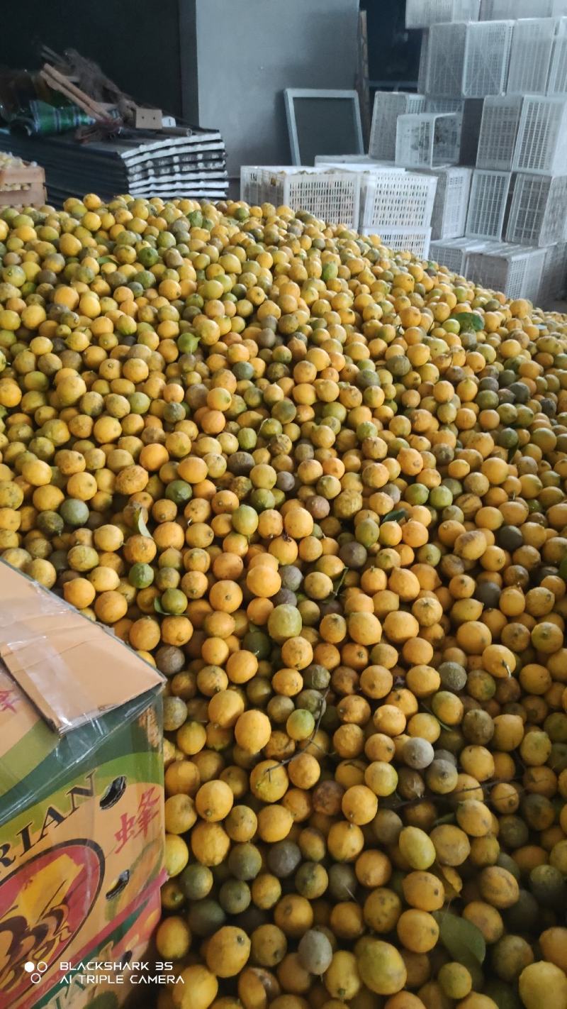 大量出售，柠檬榨汁果，工厂果冻干厂鲜果，光果跟居行情定价