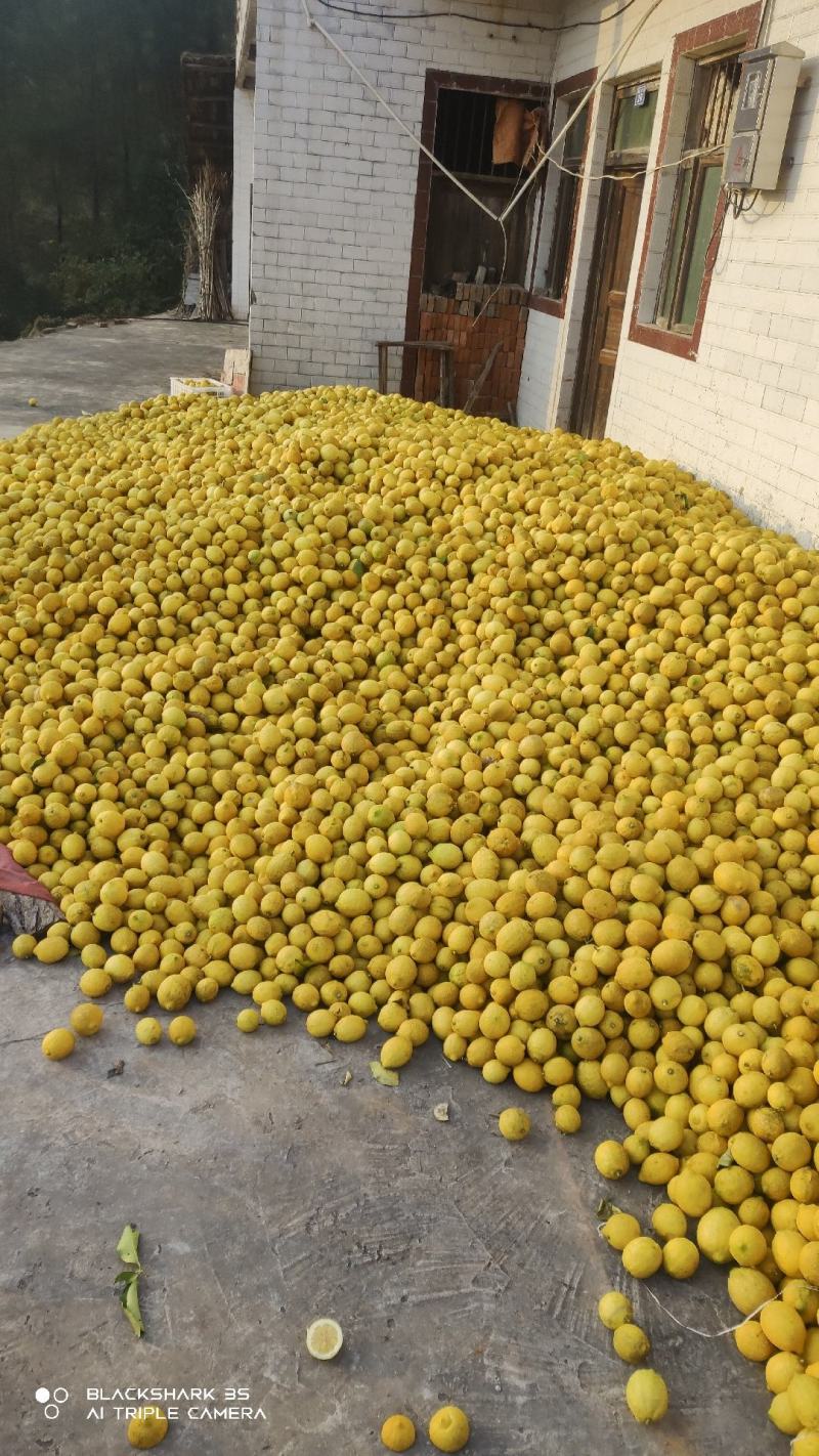 大量出售，柠檬榨汁果，工厂果冻干厂鲜果，光果跟居行情定价