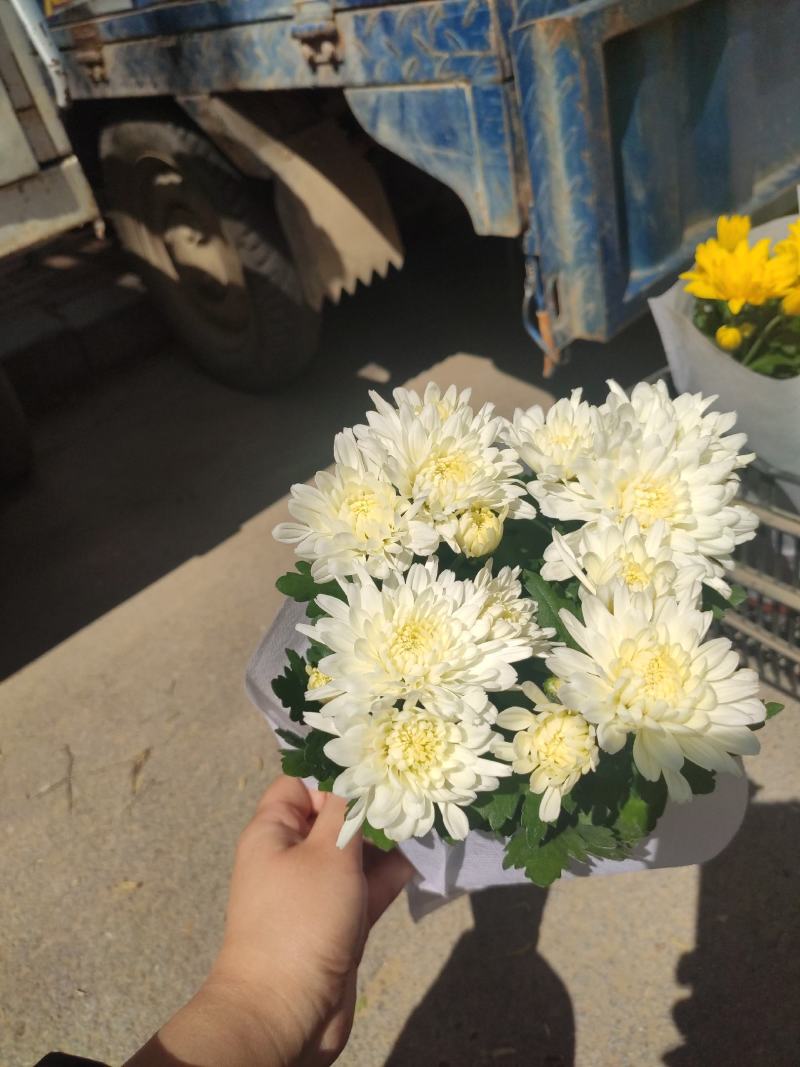 优质荷兰菊黄白颜色租摆绿化基地直发量大便宜