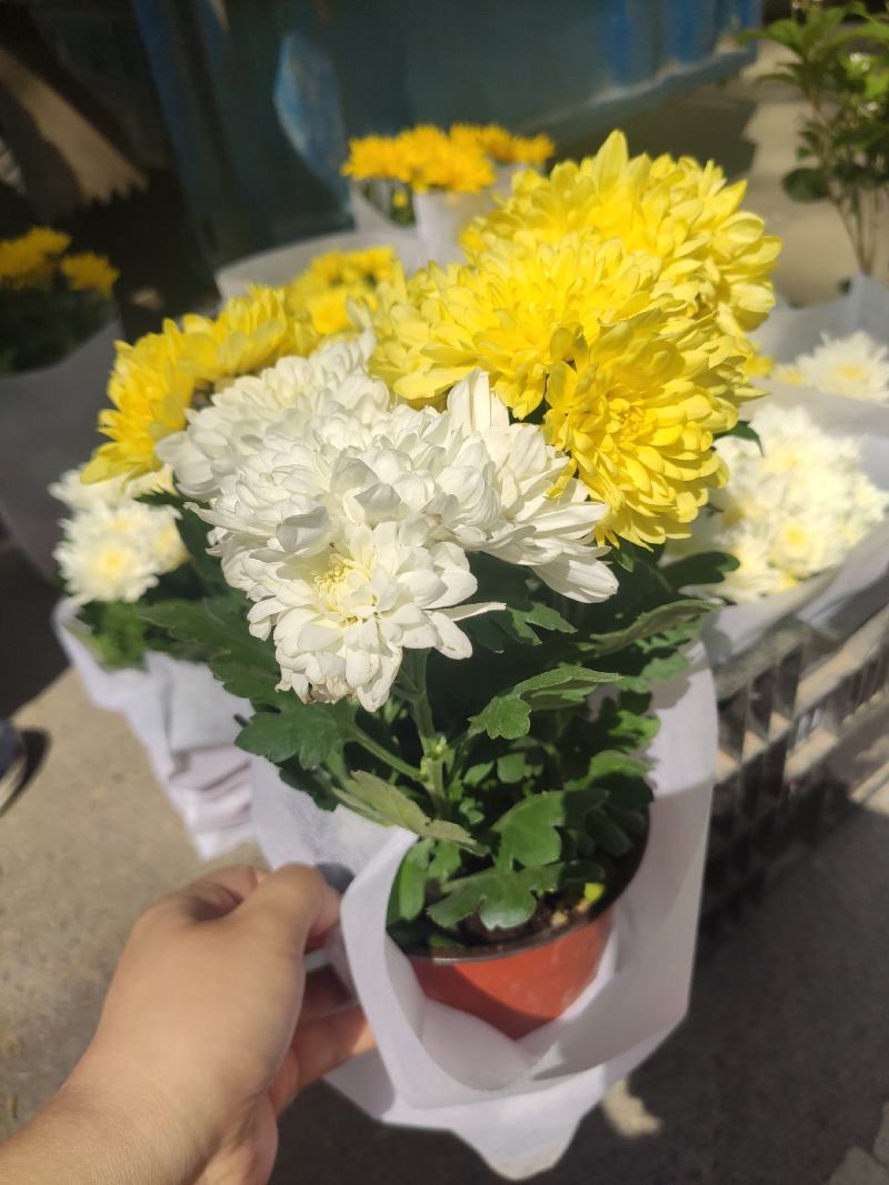优质荷兰菊黄白颜色租摆绿化基地直发量大便宜