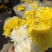 优质荷兰菊黄白颜色租摆绿化基地直发量大便宜