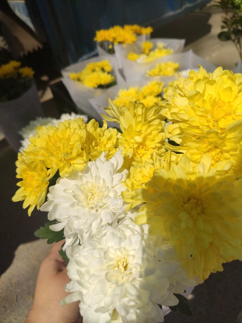 优质荷兰菊黄白颜色租摆绿化基地直发量大便宜