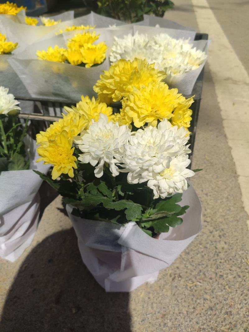 优质荷兰菊黄白颜色租摆绿化基地直发量大便宜