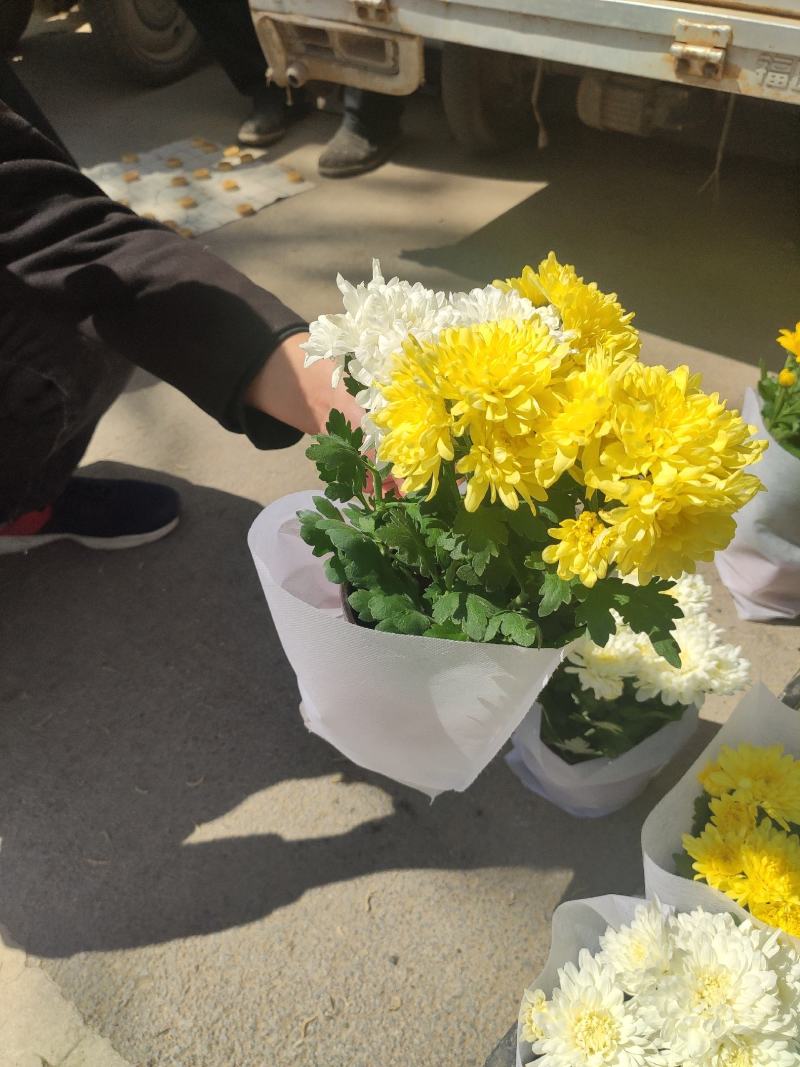 优质荷兰菊黄白颜色租摆绿化基地直发量大便宜