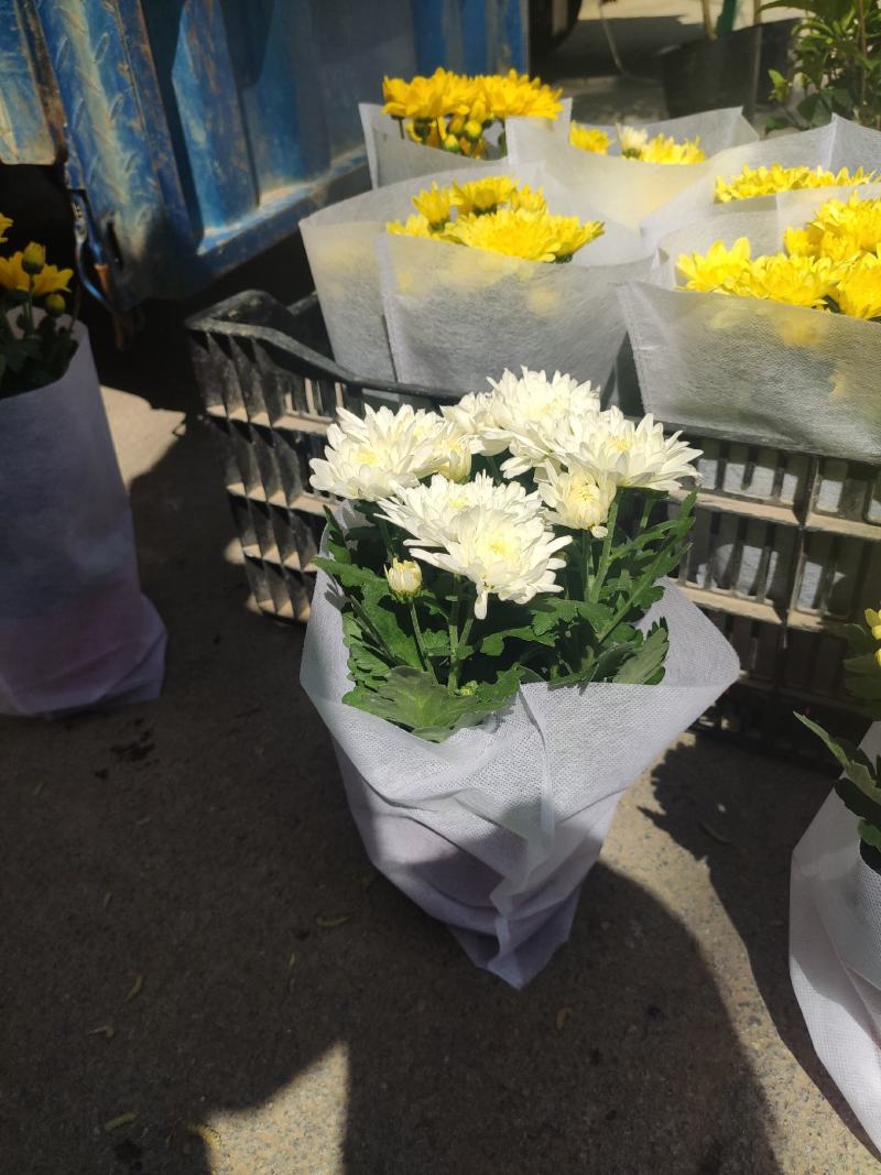 优质荷兰菊黄白颜色租摆绿化基地直发量大便宜