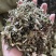 益母草正品大货量大从优常年供批发零售