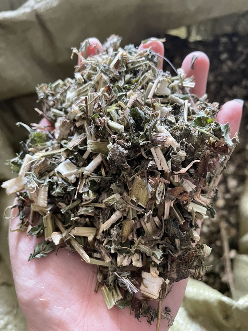 益母草正品大货量大从优常年供批发零售
