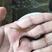 台湾泥鳅苗快大种，良种，抗病能力强，包邮
