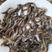 台湾泥鳅苗快大种，良种，抗病能力强，包邮