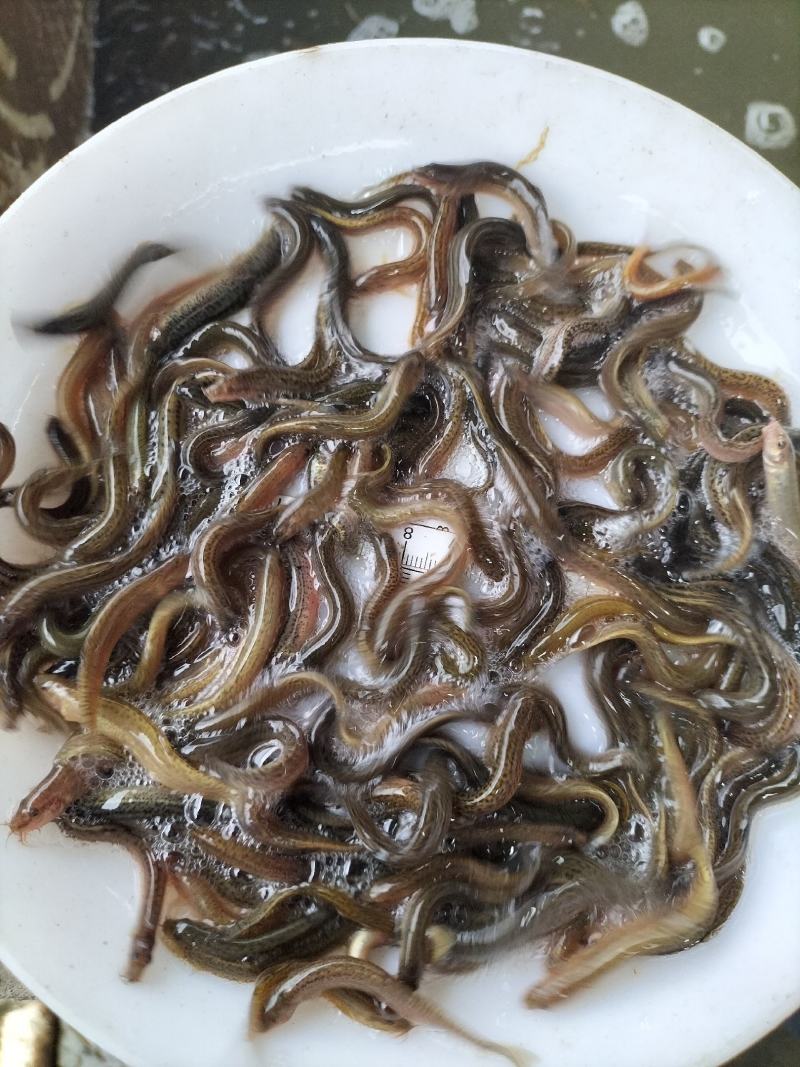 台湾泥鳅苗快大种，良种，抗病能力强，包邮