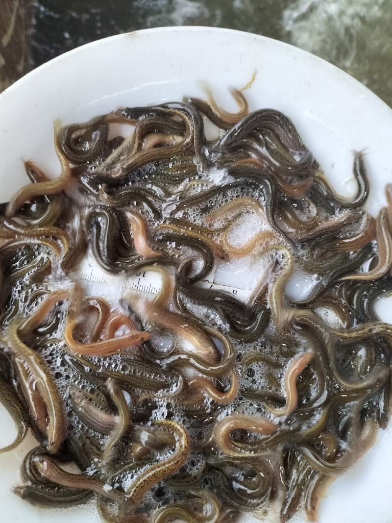 台湾泥鳅苗快大种，良种，抗病能力强，包邮