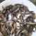 台湾泥鳅苗快大种，良种，抗病能力强，包邮