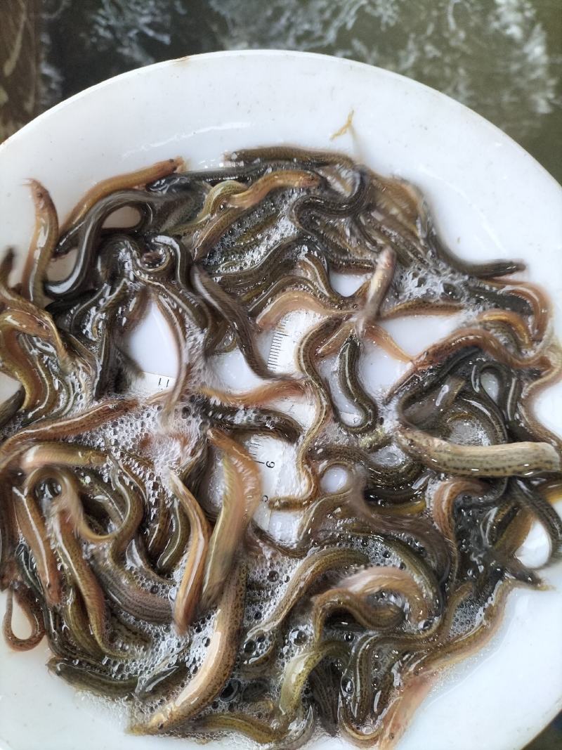 台湾泥鳅苗快大种，良种，抗病能力强，包邮