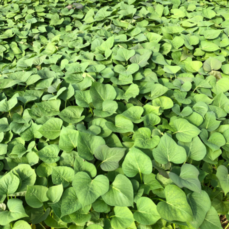 蜜薯苗、蜜薯地瓜苗、蜜薯红薯苗、蜜薯、红薯苗