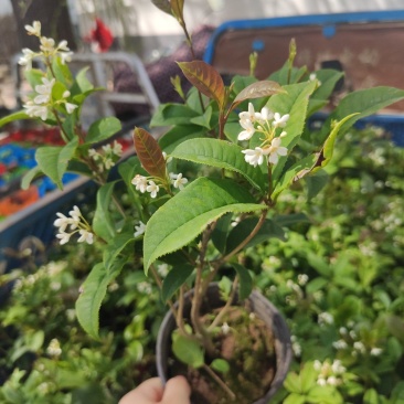 茉莉