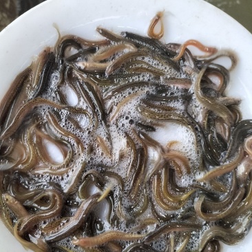 台湾泥鳅苗快大种，良种，抗病能力强，包邮