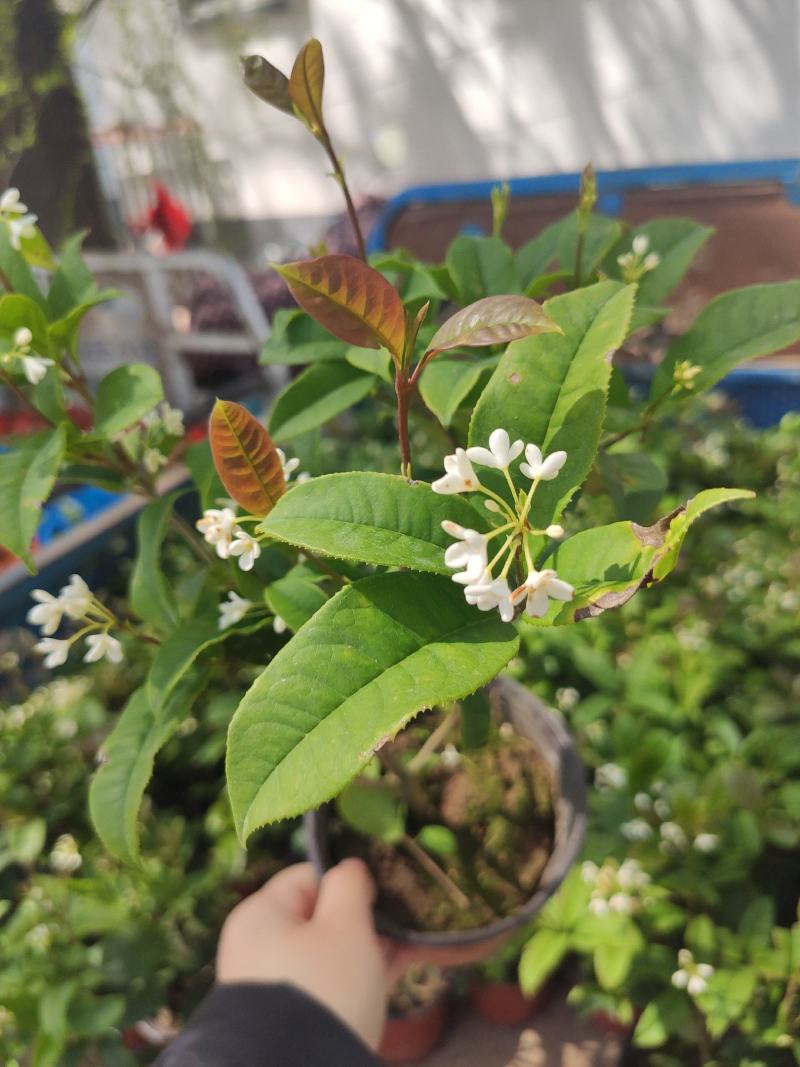 茉莉