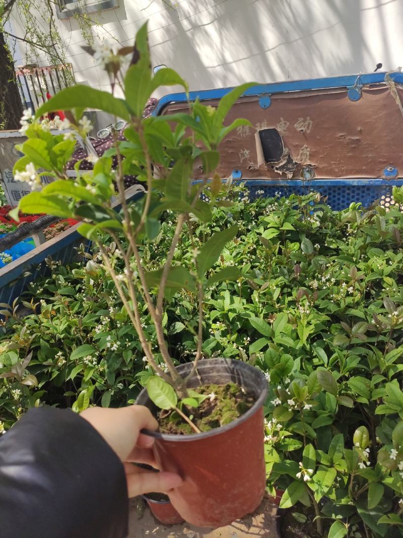 茉莉