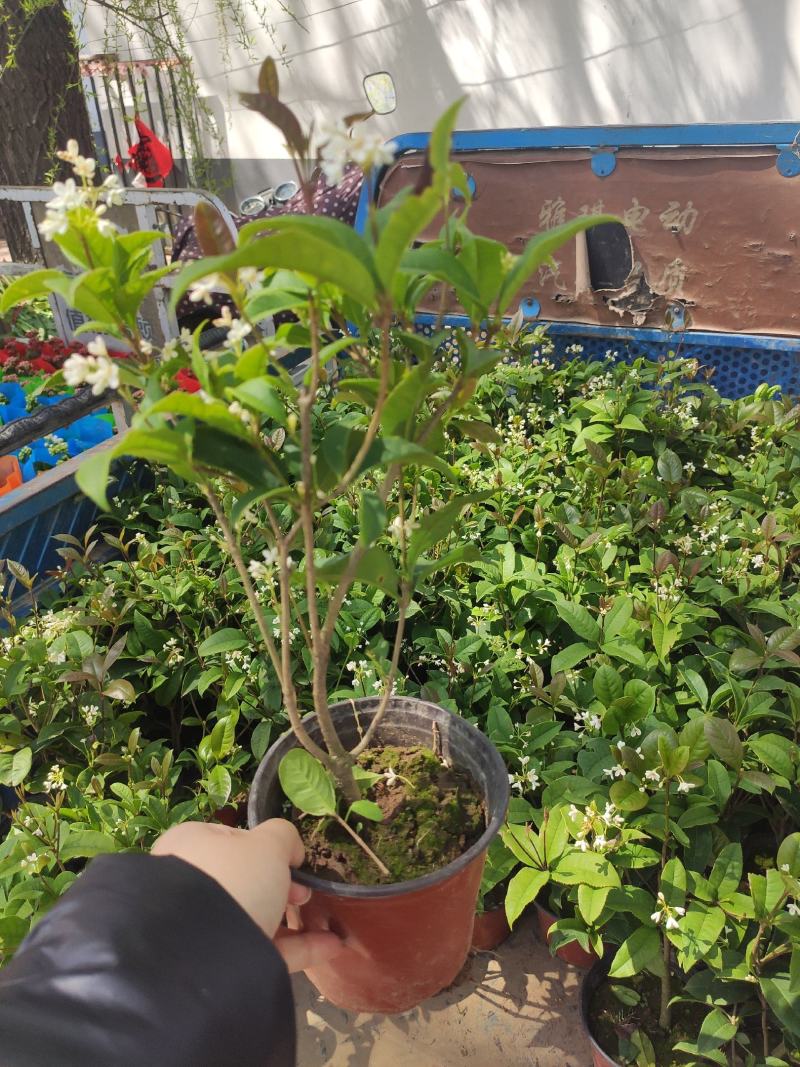 茉莉