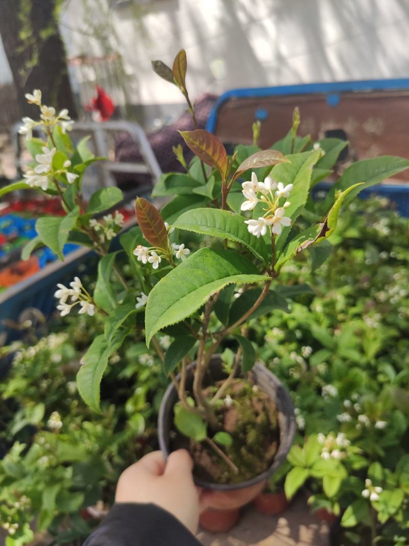 茉莉