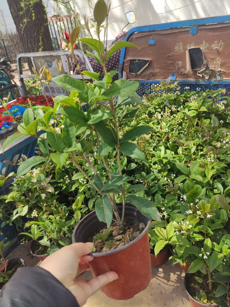 茉莉