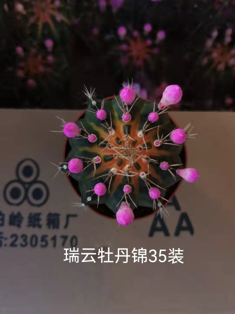 牡丹锦仙人球带花苞大小规格带盆整箱批发基地供货